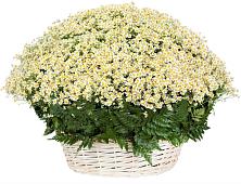 Цветочная композиция из Ромашки в корзине #REPLACE_PRED# Кривцово